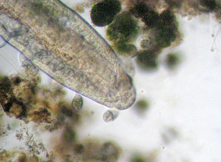 Scyphidia sp
